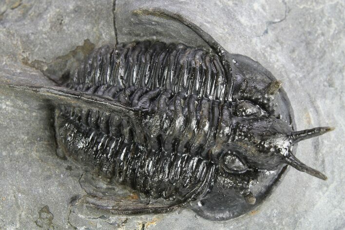 Devil Horned Cyphaspis Walteri Trilobite - Mrakib, Morocco #252524